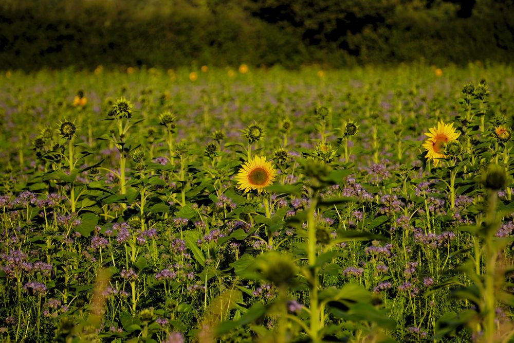 Sonnenblumenfeld