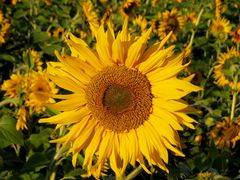 Sonnenblumenfeld