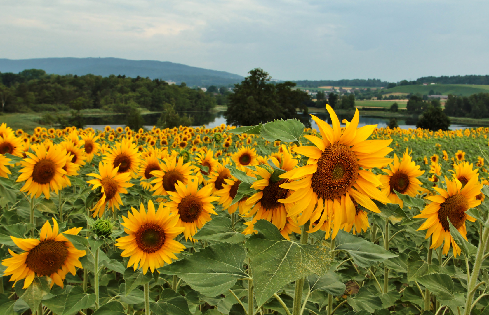 Sonnenblumenfeld.