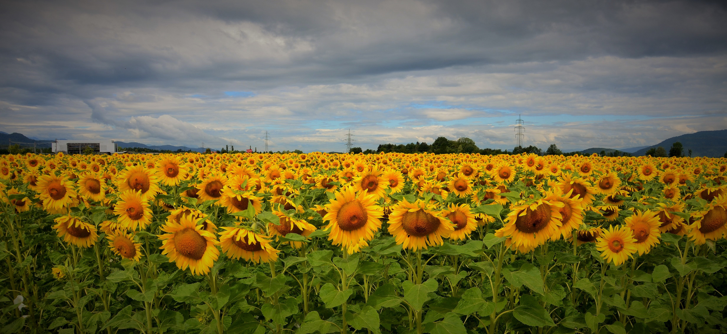 Sonnenblumenfeld