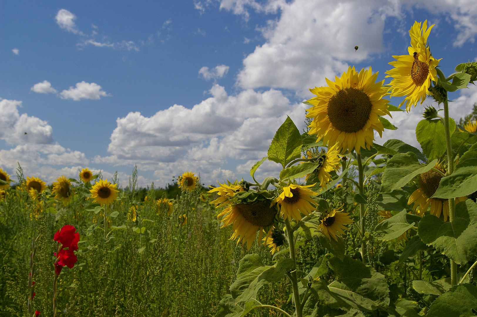 Sonnenblumenfeld