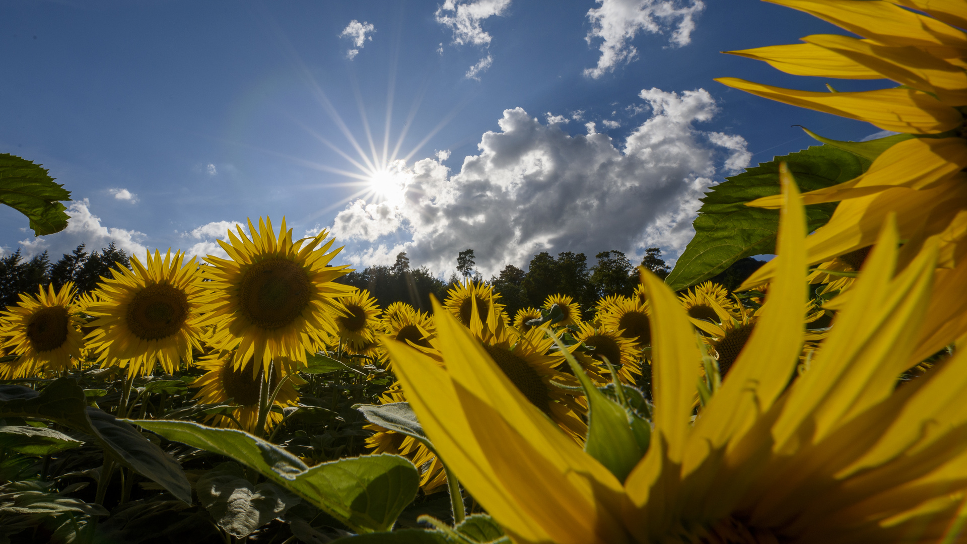 Sonnenblumenfeld