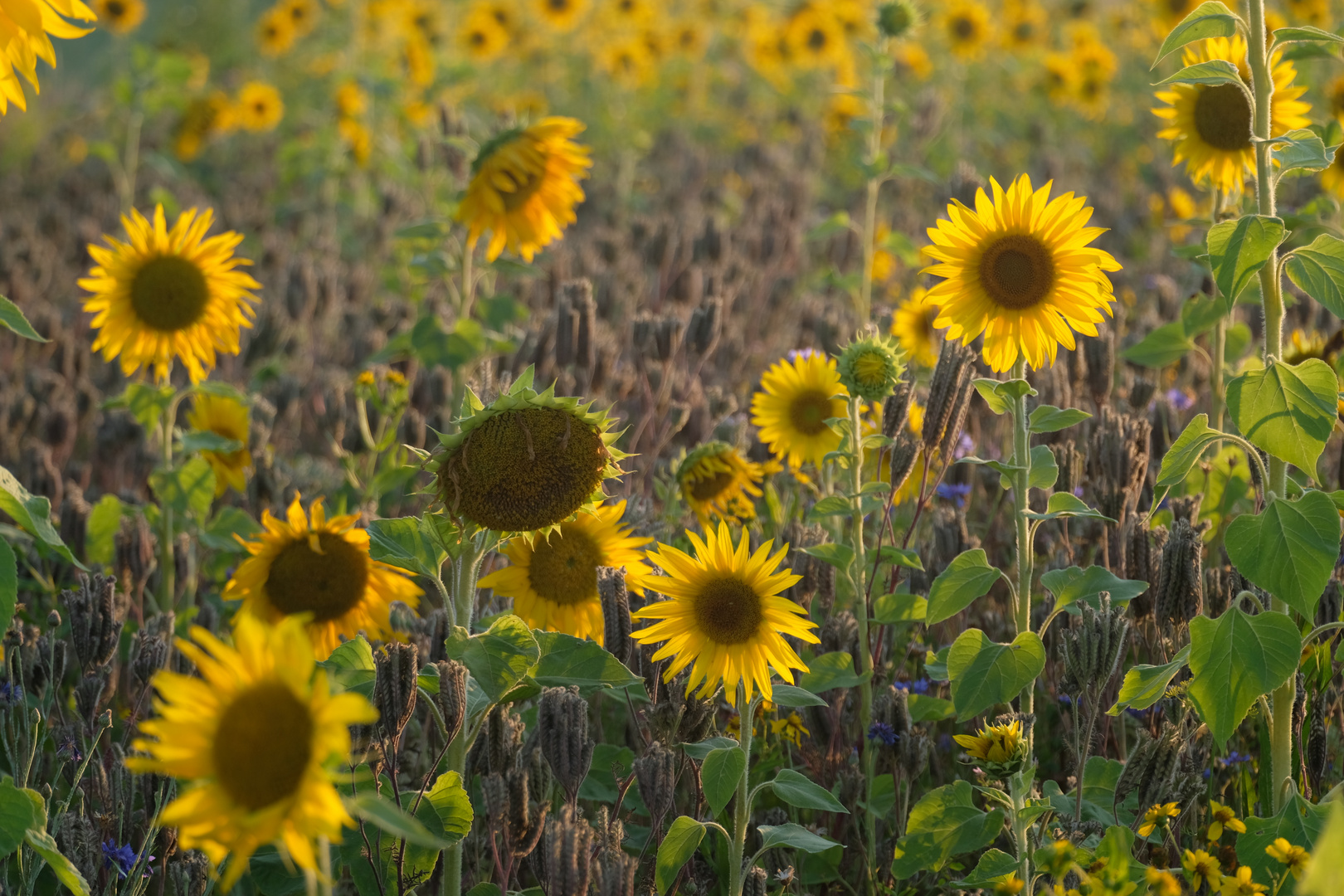 Sonnenblumenfeld am Abend