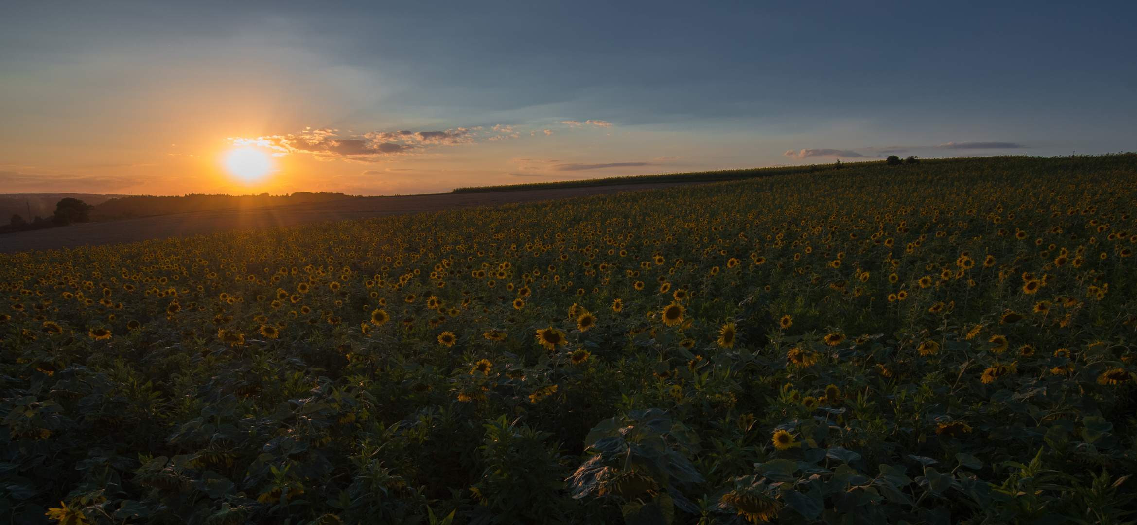 Sonnenblumenfeld am Abend