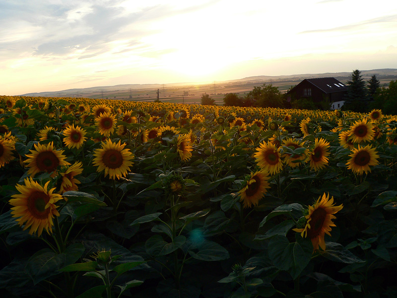 Sonnenblumenfeld am Abend