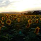 Sonnenblumenfeld am Abend