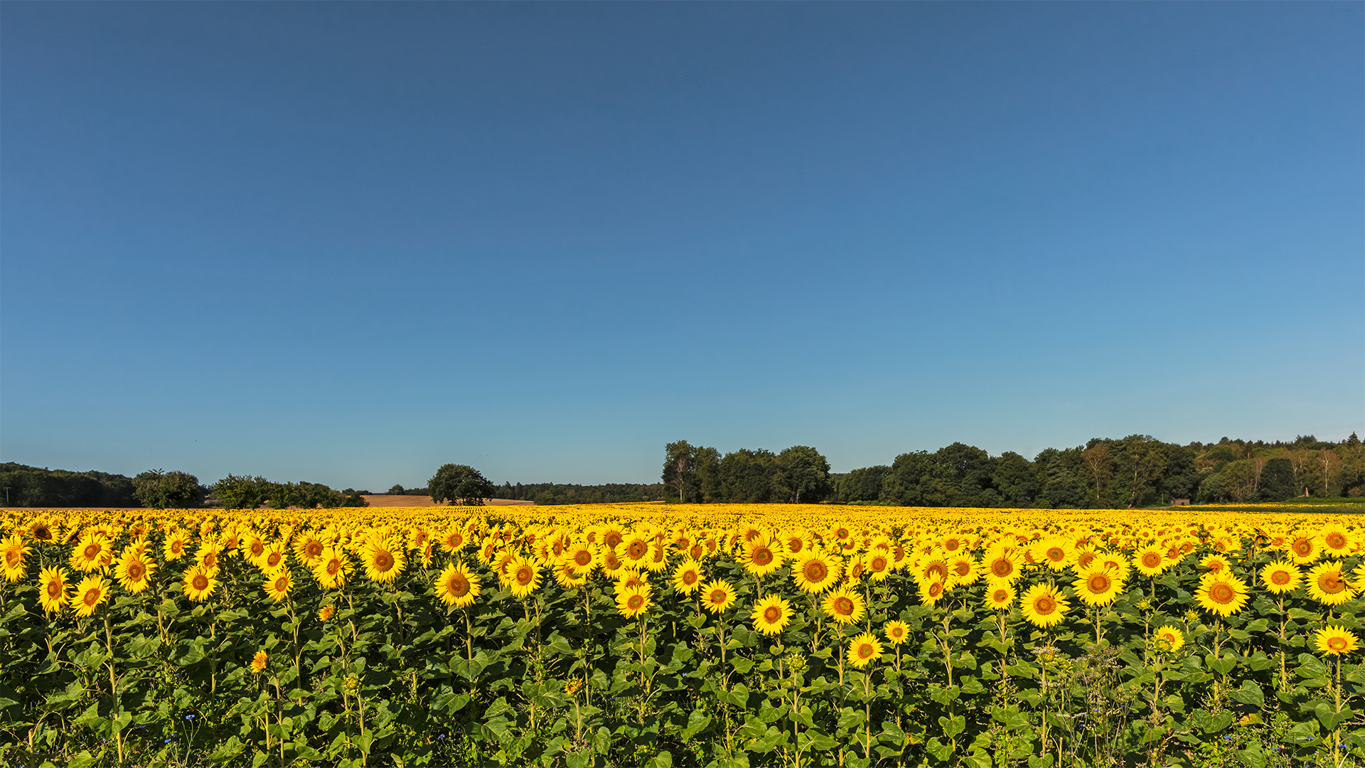 Sonnenblumenfeld am Morgen