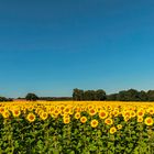 Sonnenblumenfeld am Morgen