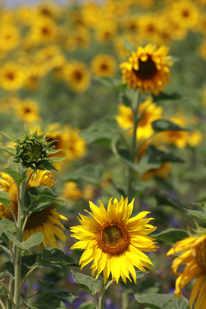 Sonnenblumenfeld am Schluchtensteig, Schwarzwald