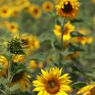 Sonnenblumenfeld am Schluchtensteig, Schwarzwald