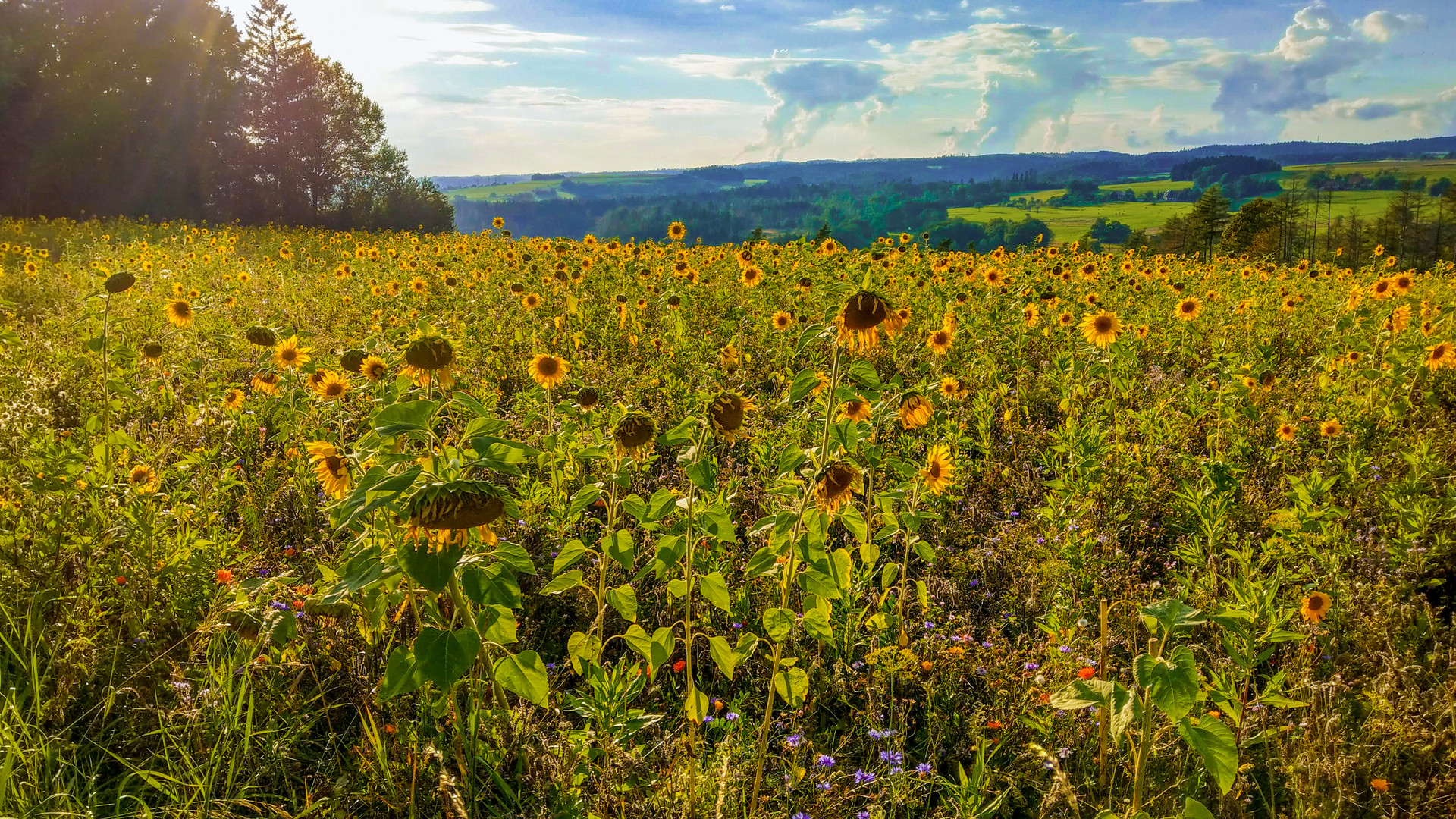 Sonnenblumenfeld am späten Nachmittag