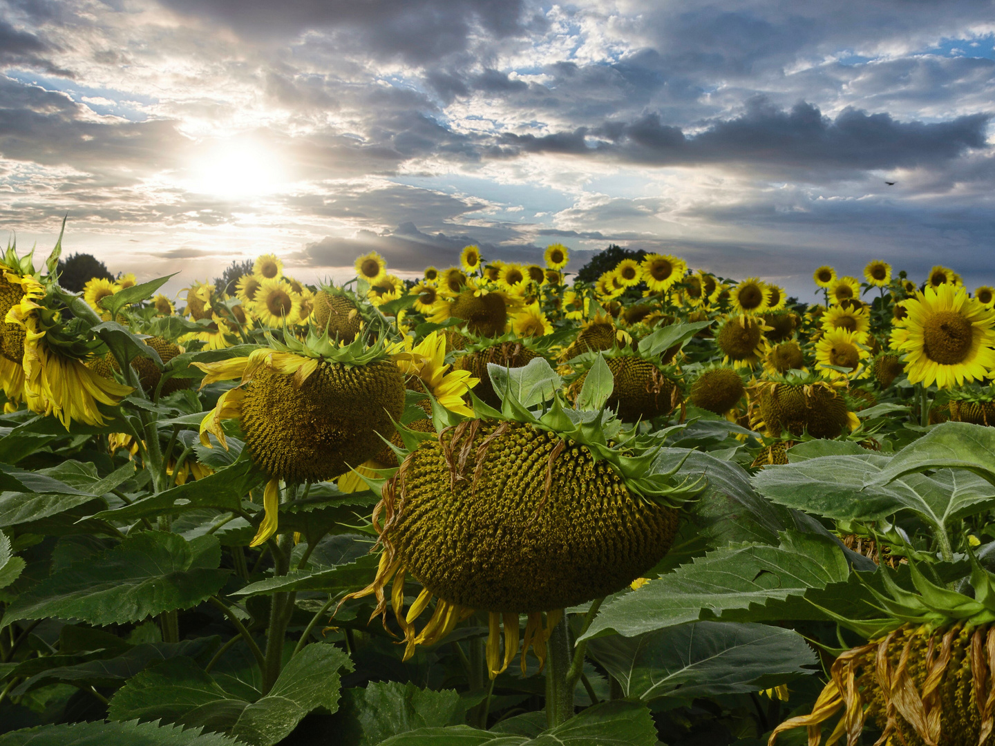 Sonnenblumenfeld am Spätnachmittag