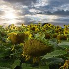 Sonnenblumenfeld am Spätnachmittag