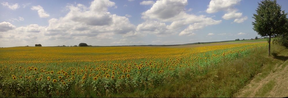 Sonnenblumenfeld an der Landstraße nach Prädikow am 10.07.2011 von Wuselfried 