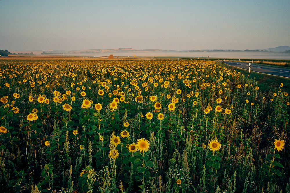 Sonnenblumenfeld