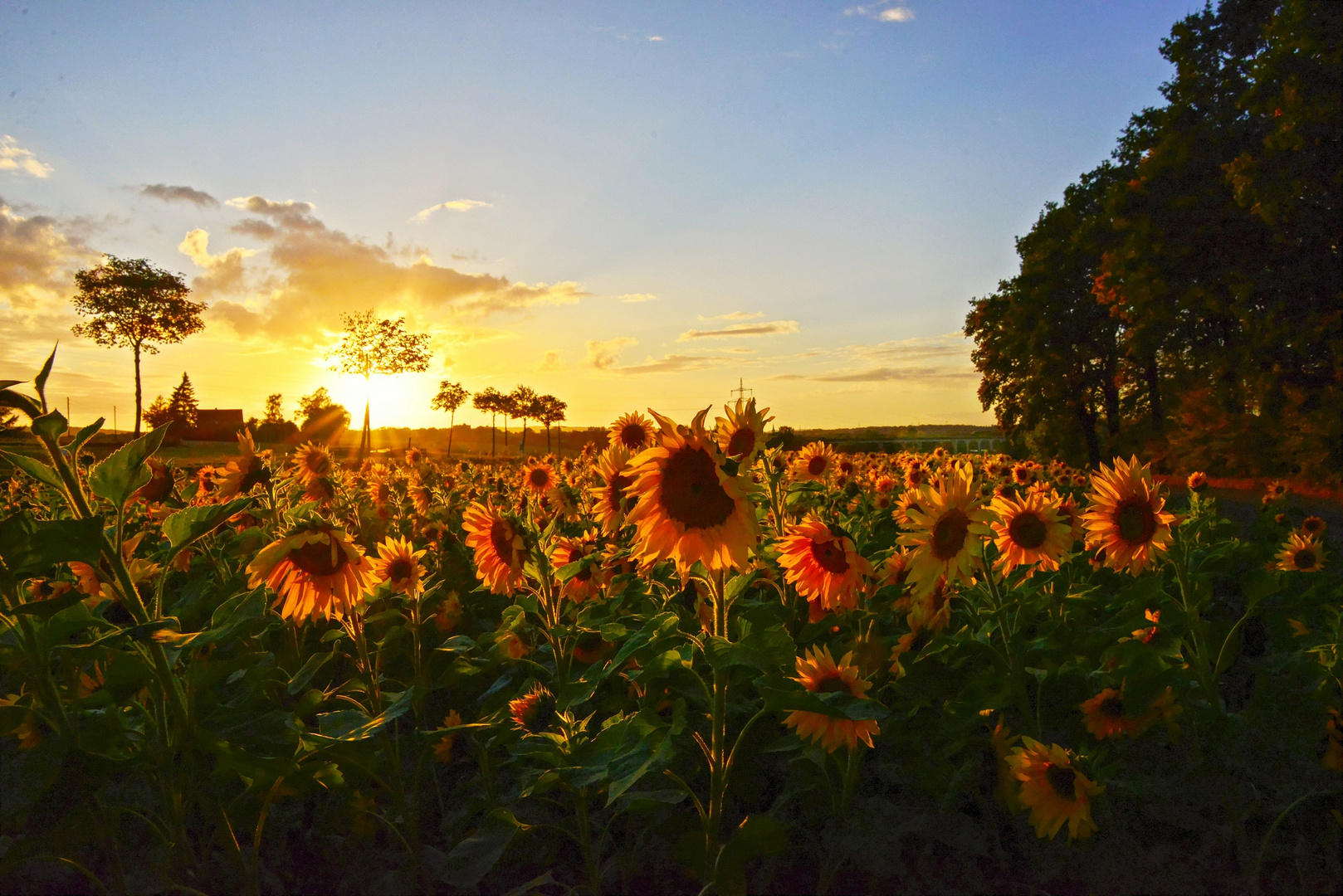 Sonnenblumenfeld 