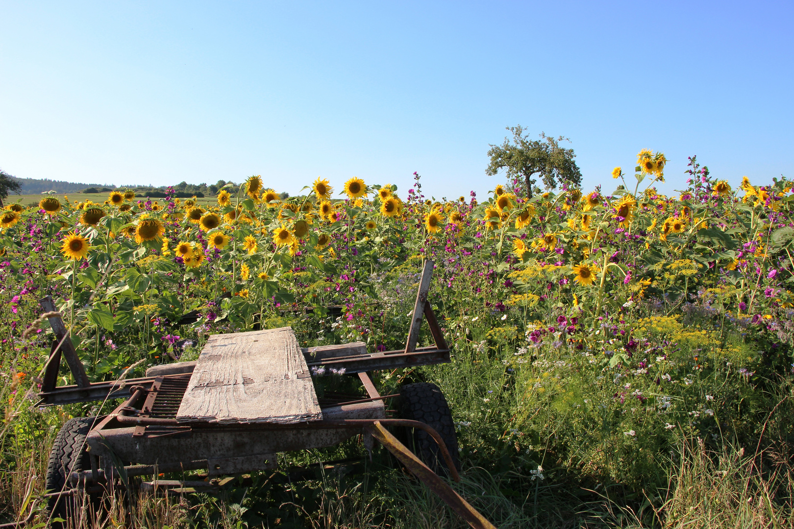 Sonnenblumenfeld