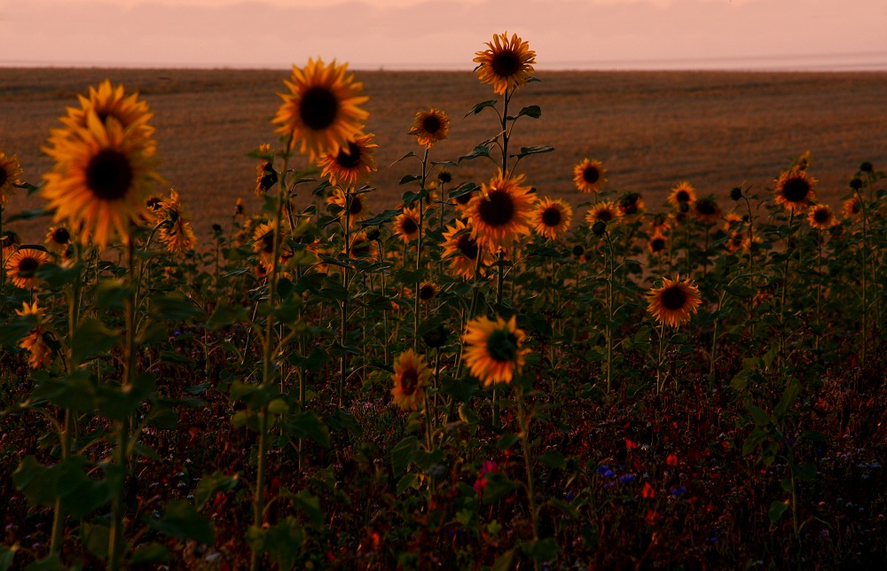 Sonnenblumenfeld