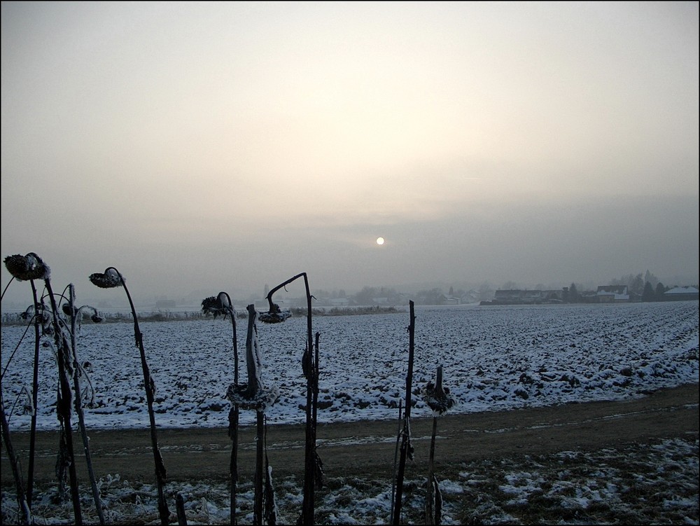 Sonnenblumenfeld bei -12°C