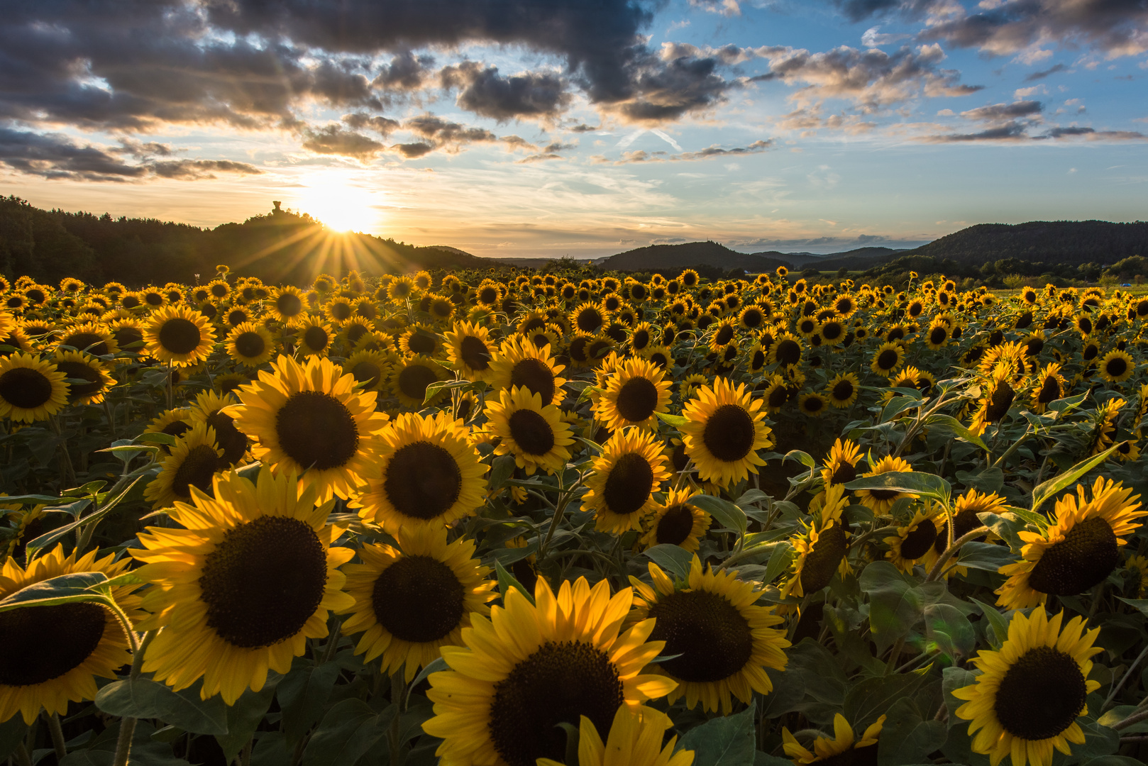 Sonnenblumenfeld bei Busenberg