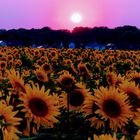 Sonnenblumenfeld bei Dieskau