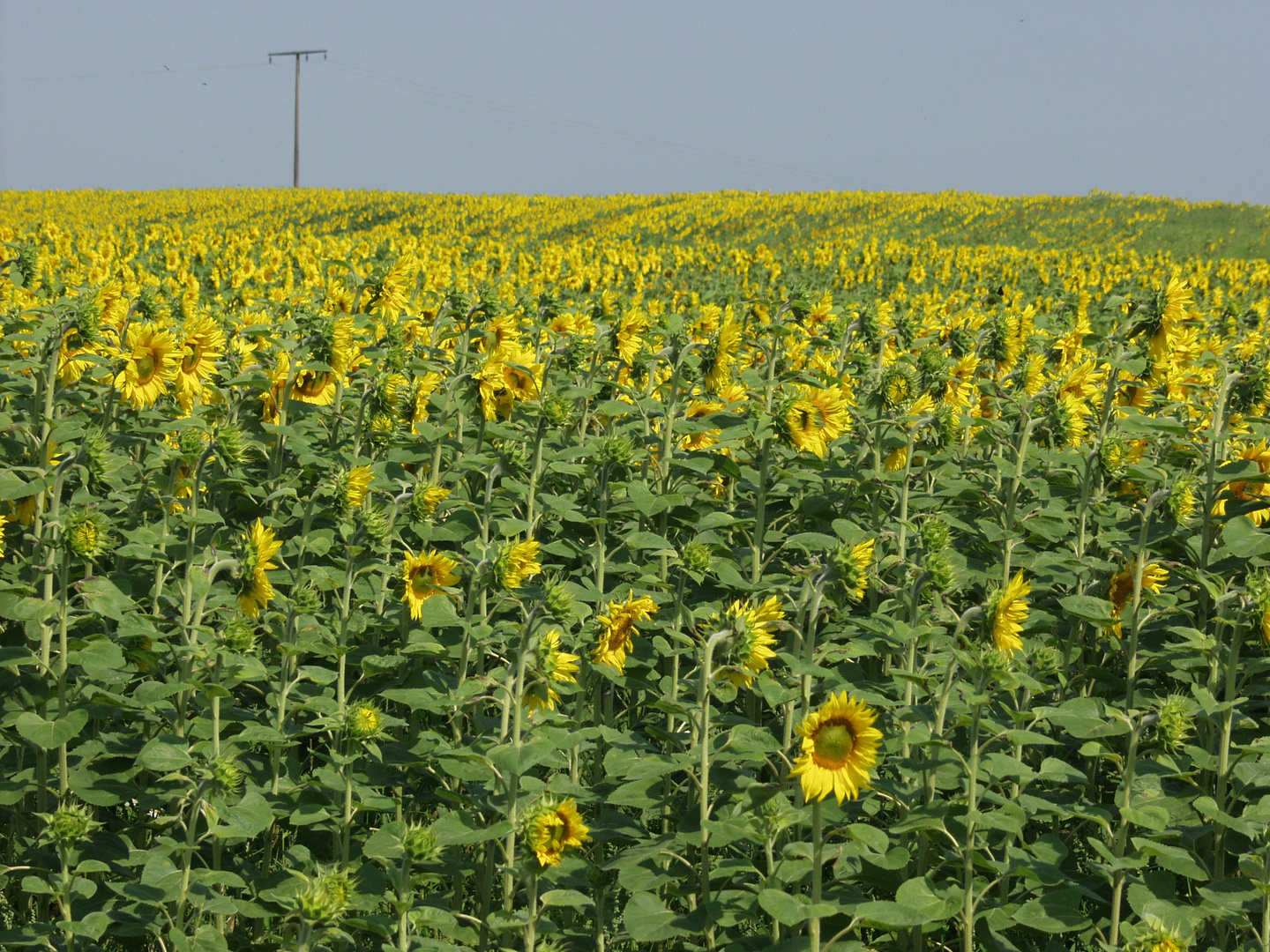 Sonnenblumenfeld bei Dorfmark