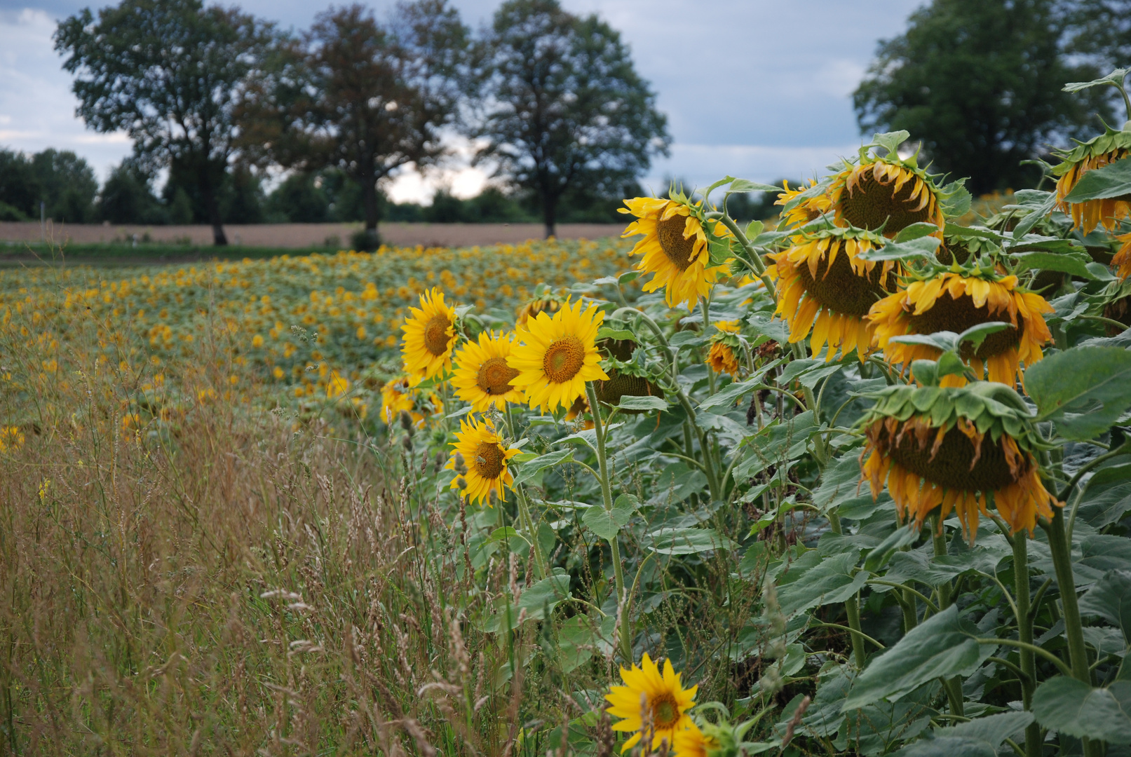 Sonnenblumenfeld bei Frankfurt (Oder)