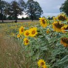 Sonnenblumenfeld bei Frankfurt (Oder)