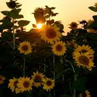 Sonnenblumenfeld bei Issum