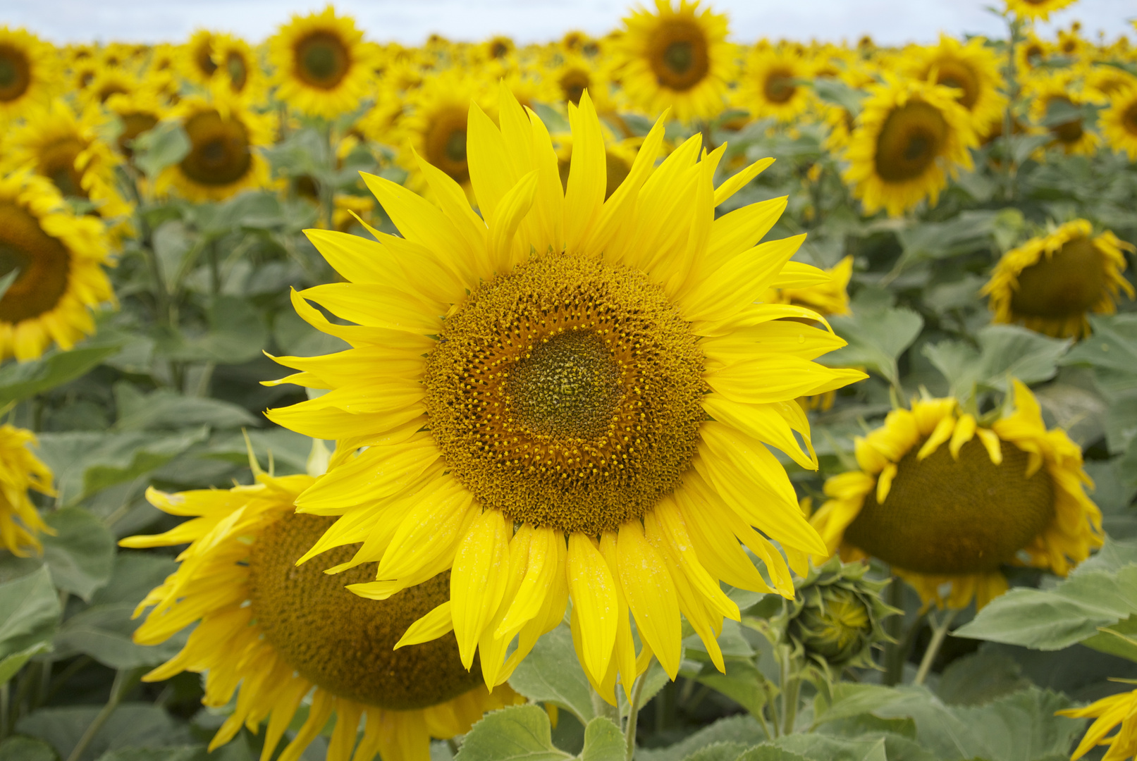 Sonnenblumenfeld bei Saint-Palais-sur-Mer