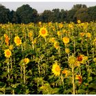 Sonnenblumenfeld bei Sonnenaufgang 2