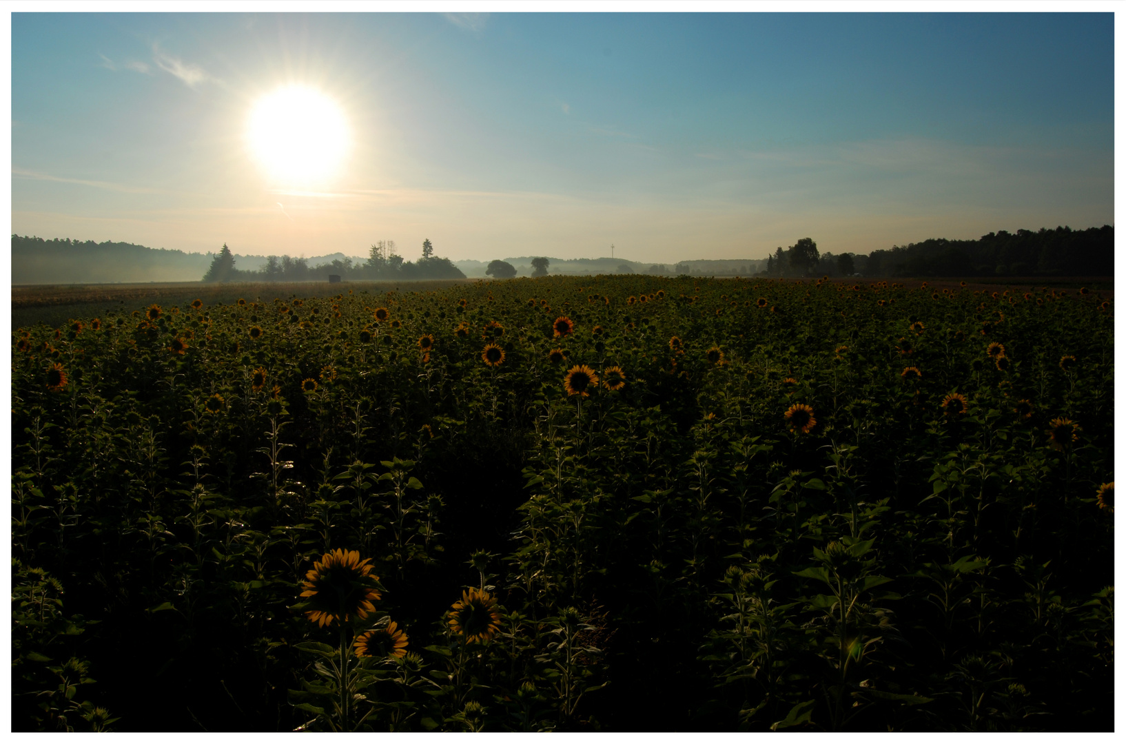 Sonnenblumenfeld bei Sonnenaufgang