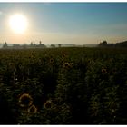 Sonnenblumenfeld bei Sonnenaufgang