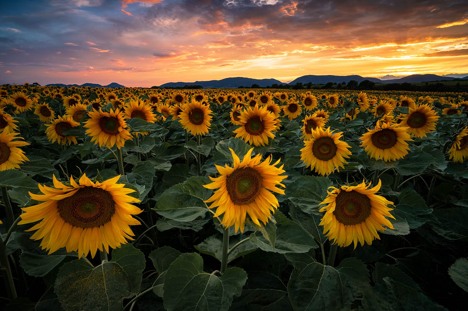 Sonnenblumenfeld bei Sonnenuntergang