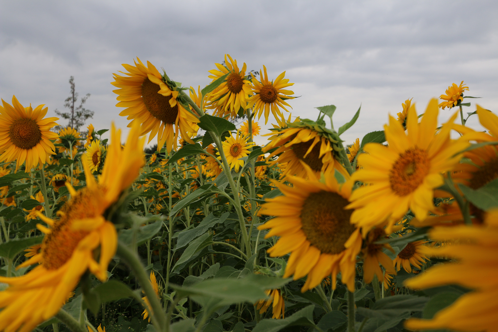 Sonnenblumenfeld - bei Weiterstadt