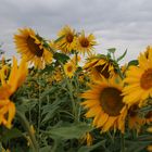 Sonnenblumenfeld - bei Weiterstadt