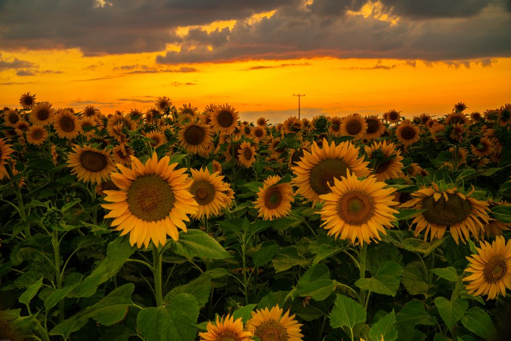 Sonnenblumenfeld beim Sonnenuntergang