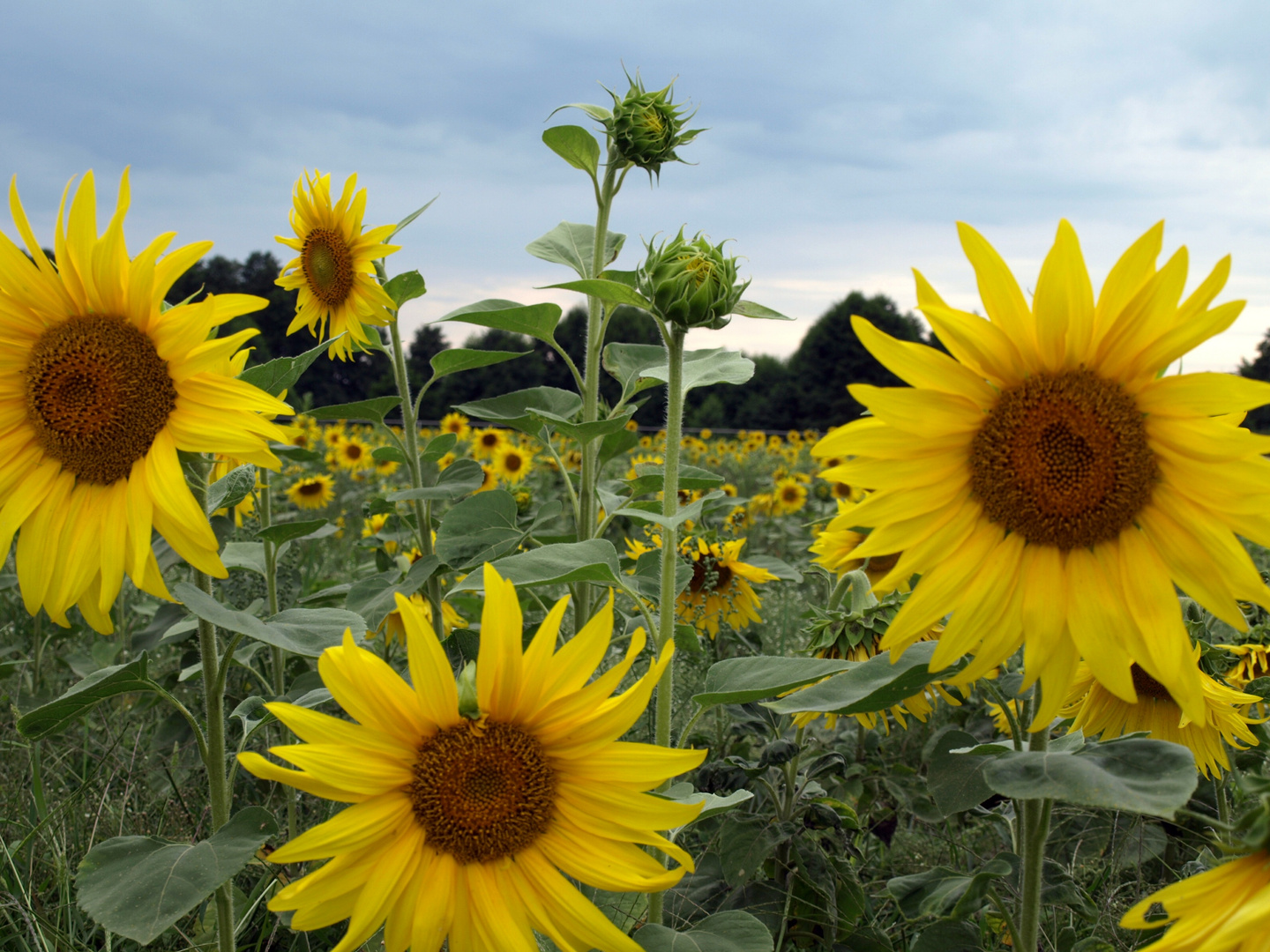 Sonnenblumenfeld