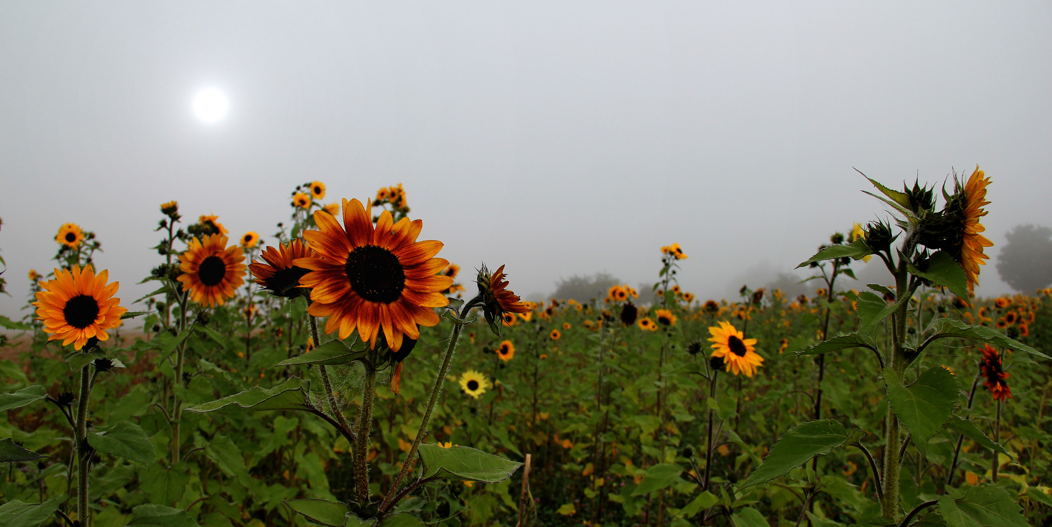 Sonnenblumenfeld