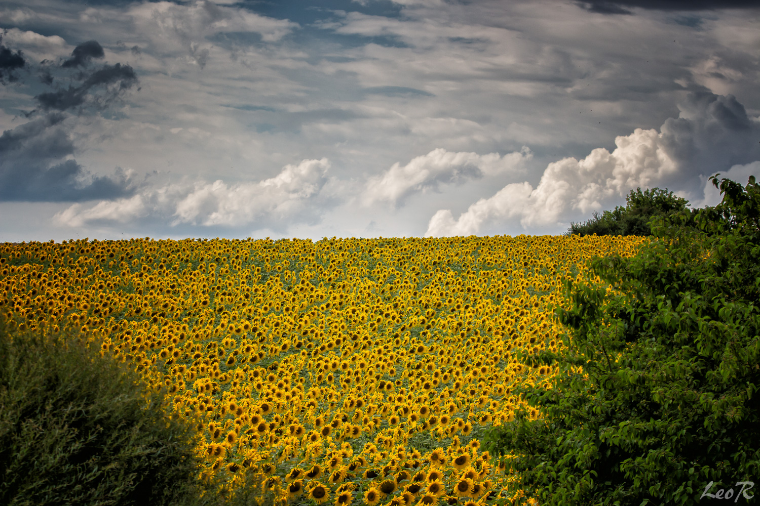 Sonnenblumenfeld