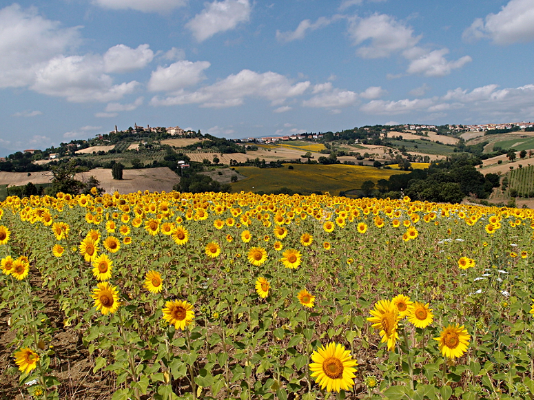 Sonnenblumenfeld