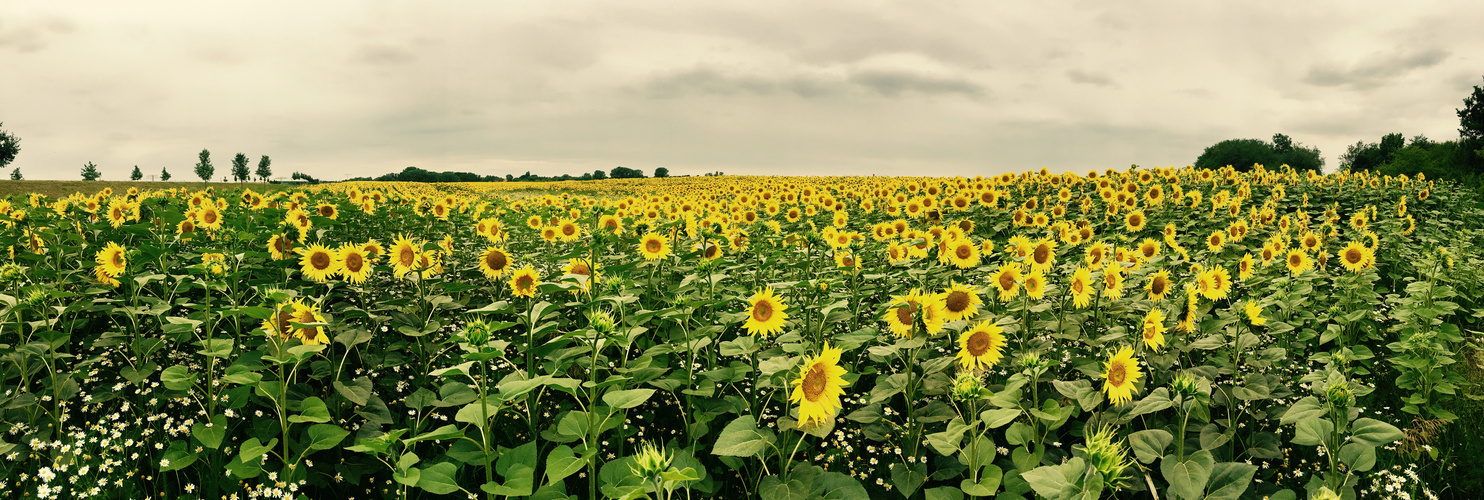 Sonnenblumenfeld