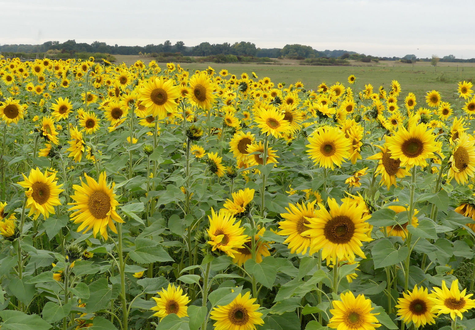 Sonnenblumenfeld