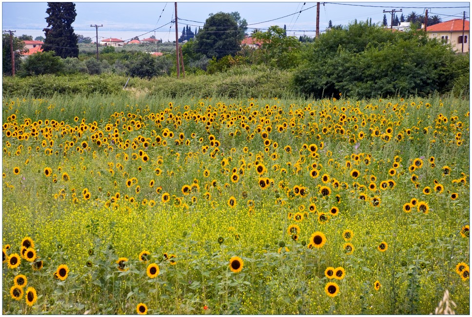 Sonnenblumenfeld ...