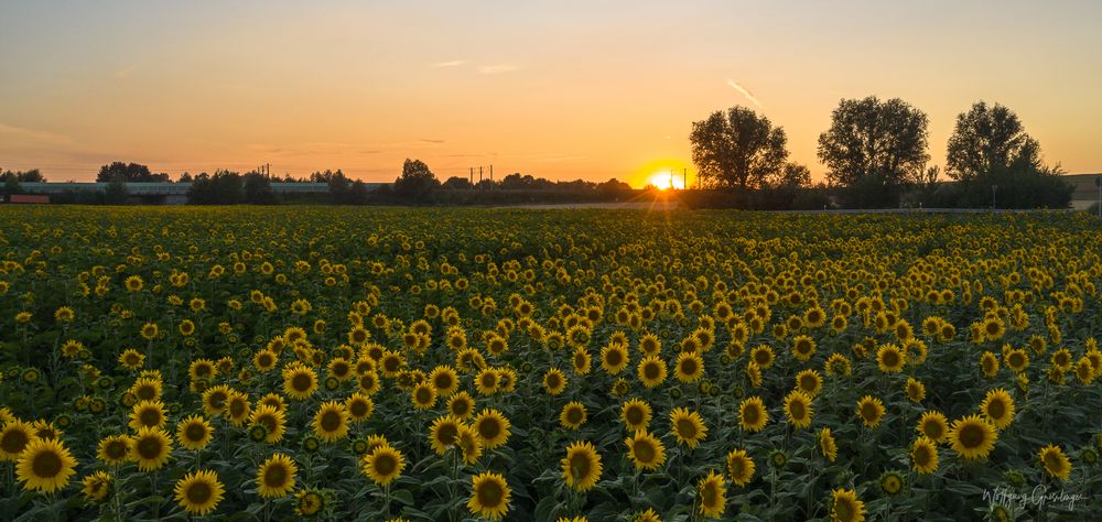 Sonnenblumenfeld