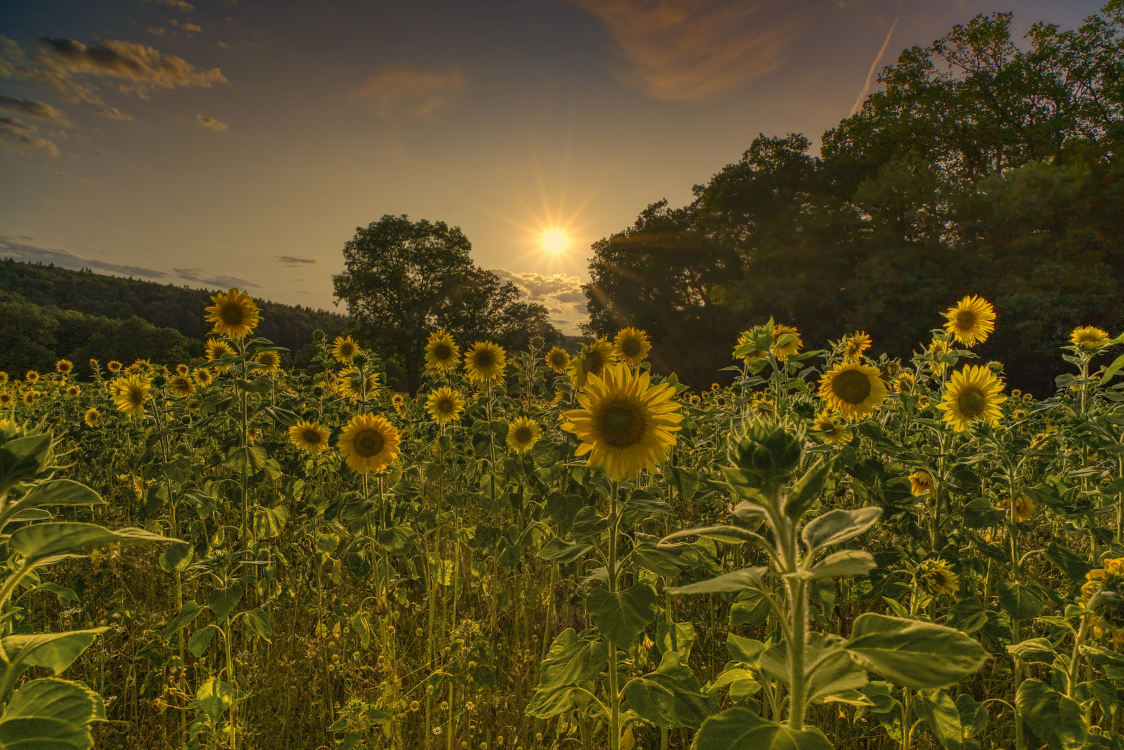 Sonnenblumenfeld