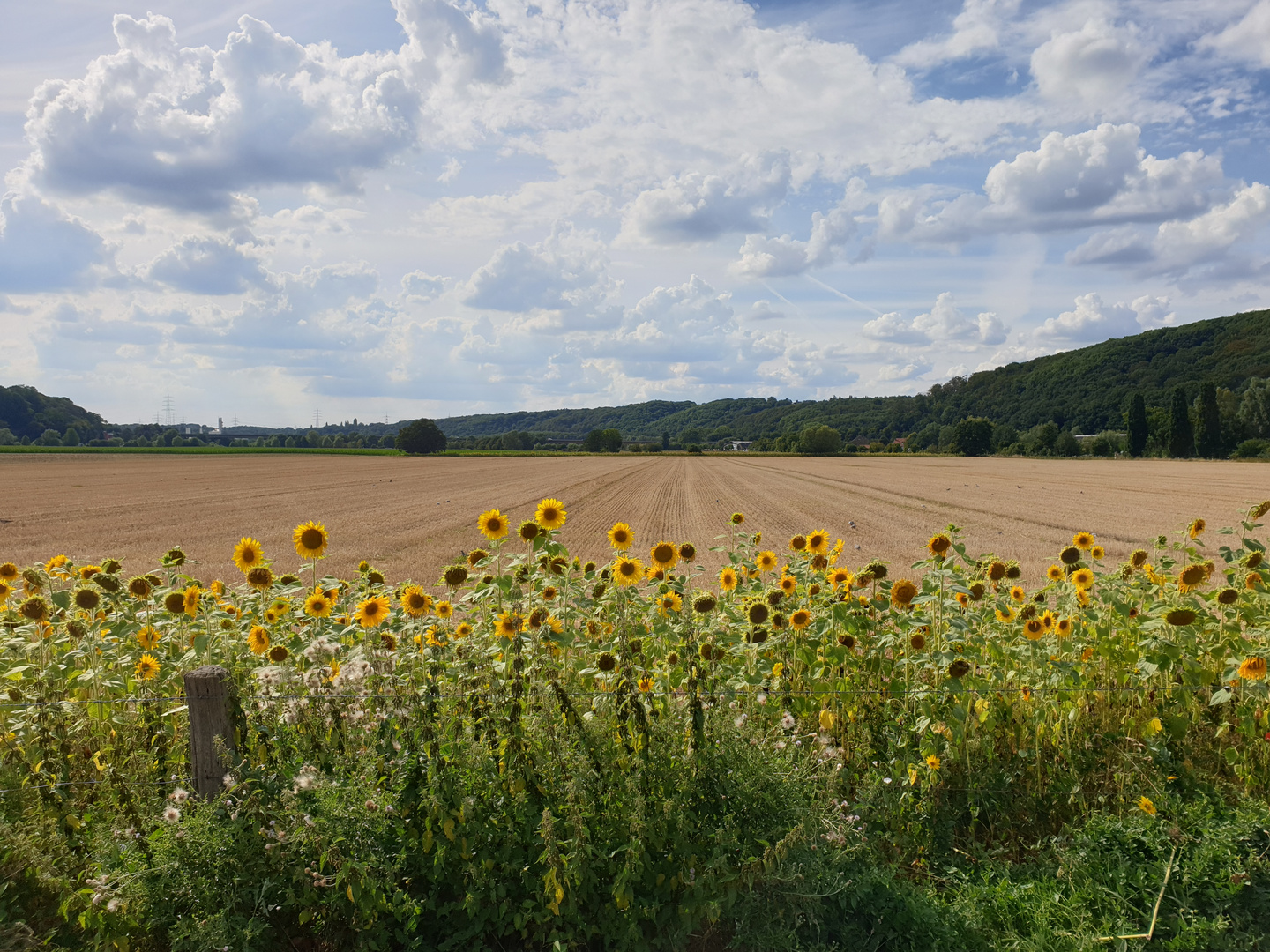 Sonnenblumenfeld