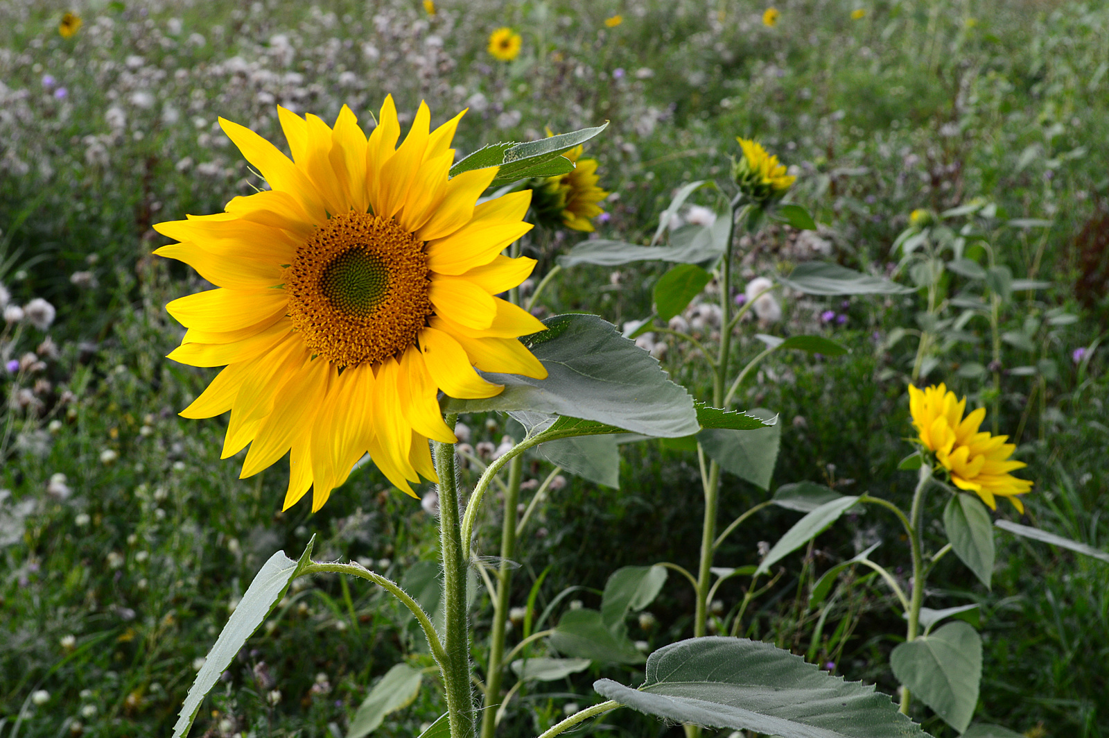 Sonnenblumenfeld