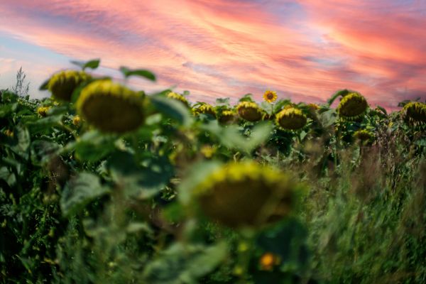 Sonnenblumenfeld. Eine kämpft noch und blüht. 