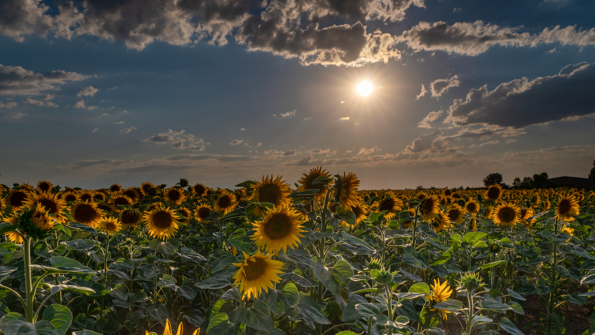 Sonnenblumenfeld